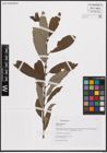 Foto von Salix cinerea L.